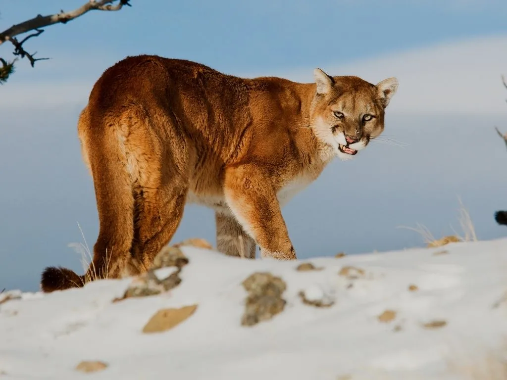 Montana Mountain Lion Hunting in Two Units End at Sunset