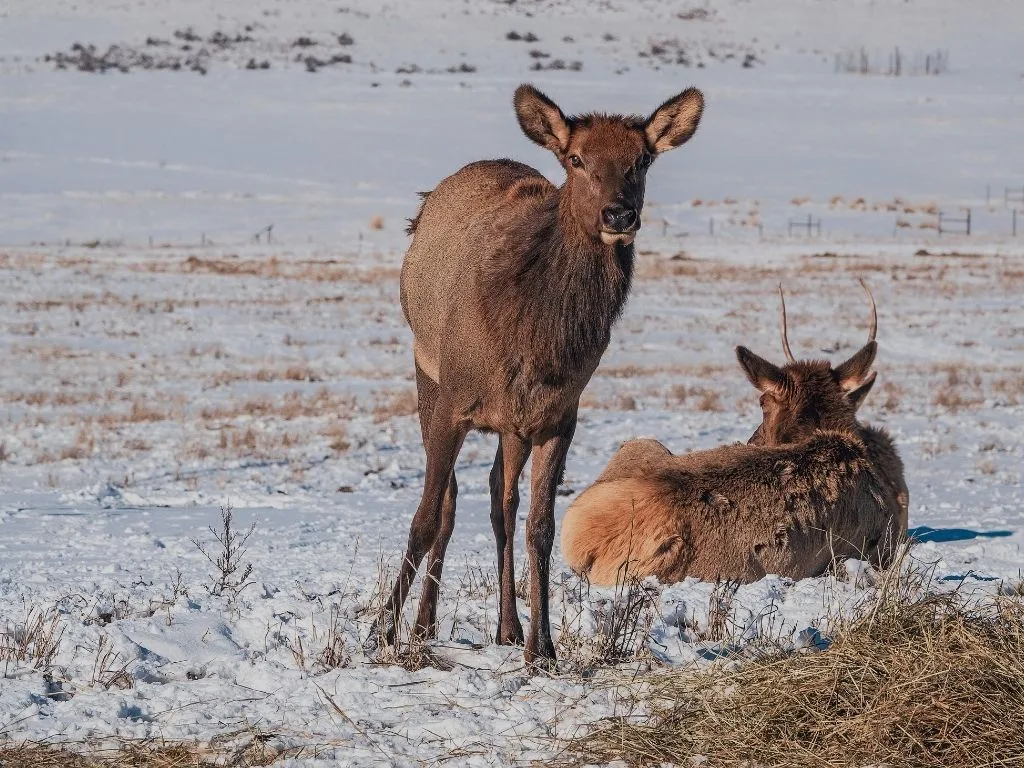 Elk Hoof Disease Explained: How TAHD Spreads, What Researchers Know, and Why Hunters Are Worried