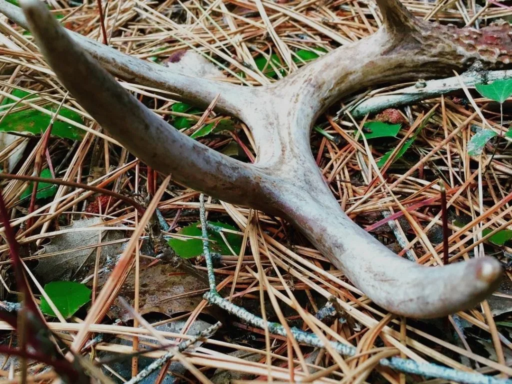 Changes for shed antler hunting in 2026