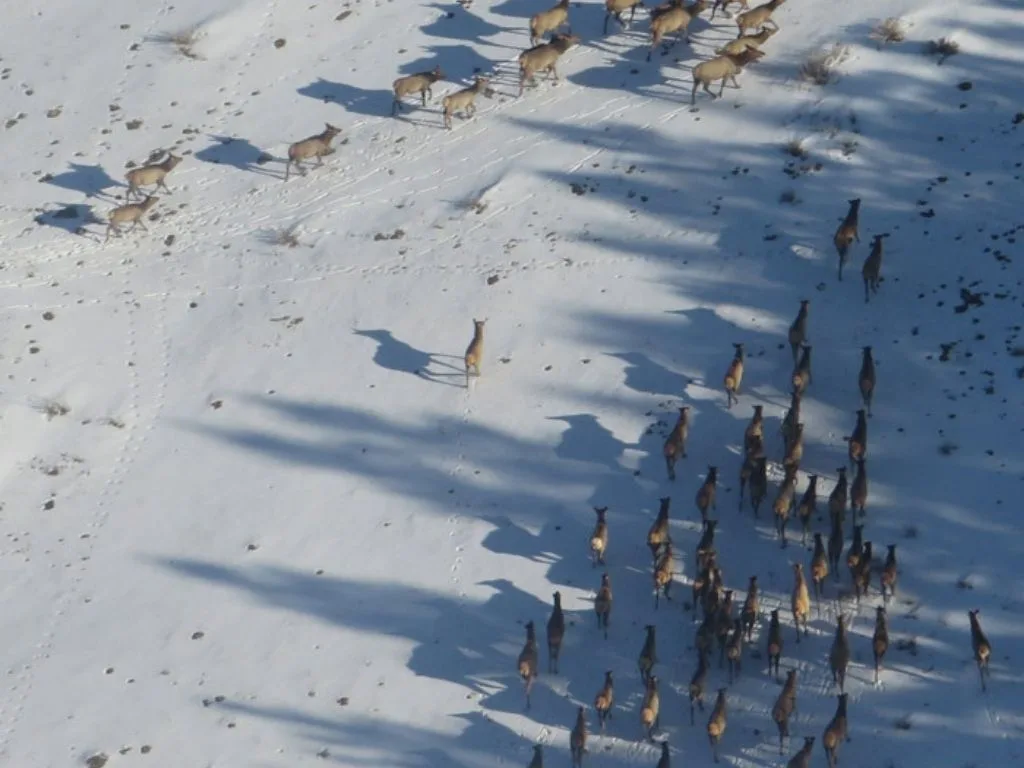Elk Behavior and Modern Tracking Techniques in Montana