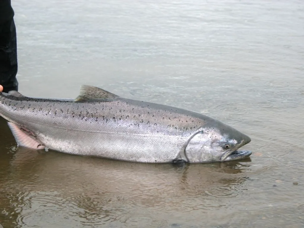 2026 Fort Peck Tournament of Kings: Big Prizes Await