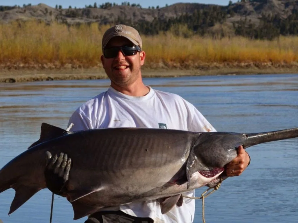 Beginner Paddlefishing on Montana’s Yellowstone River: Training, Gear Rhythm, and Must-Know Regs