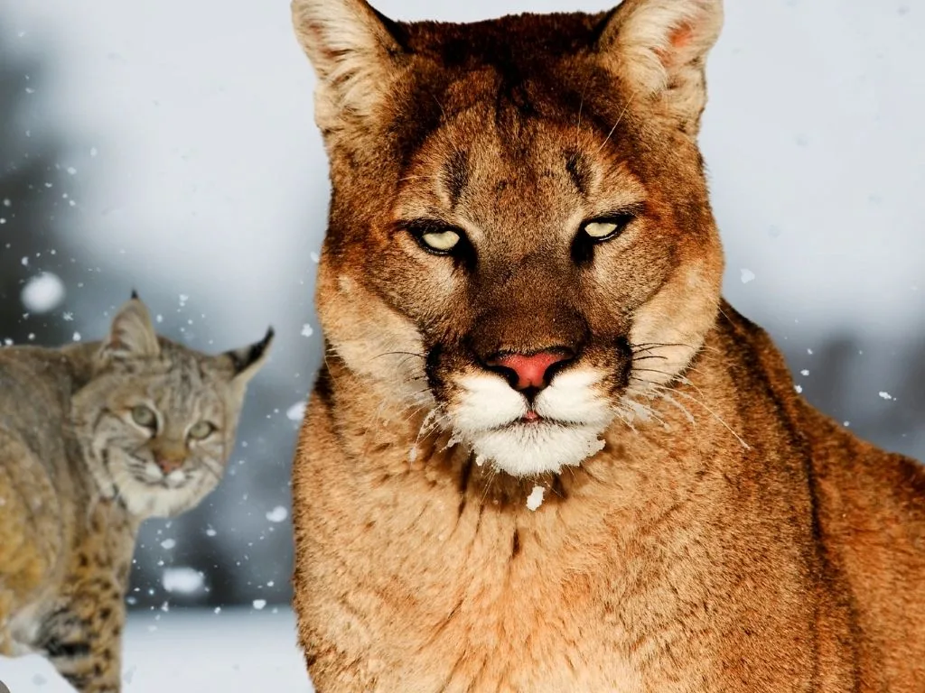 Montana Big Cats: Bobcat and Mountain Lion Hunting Closures