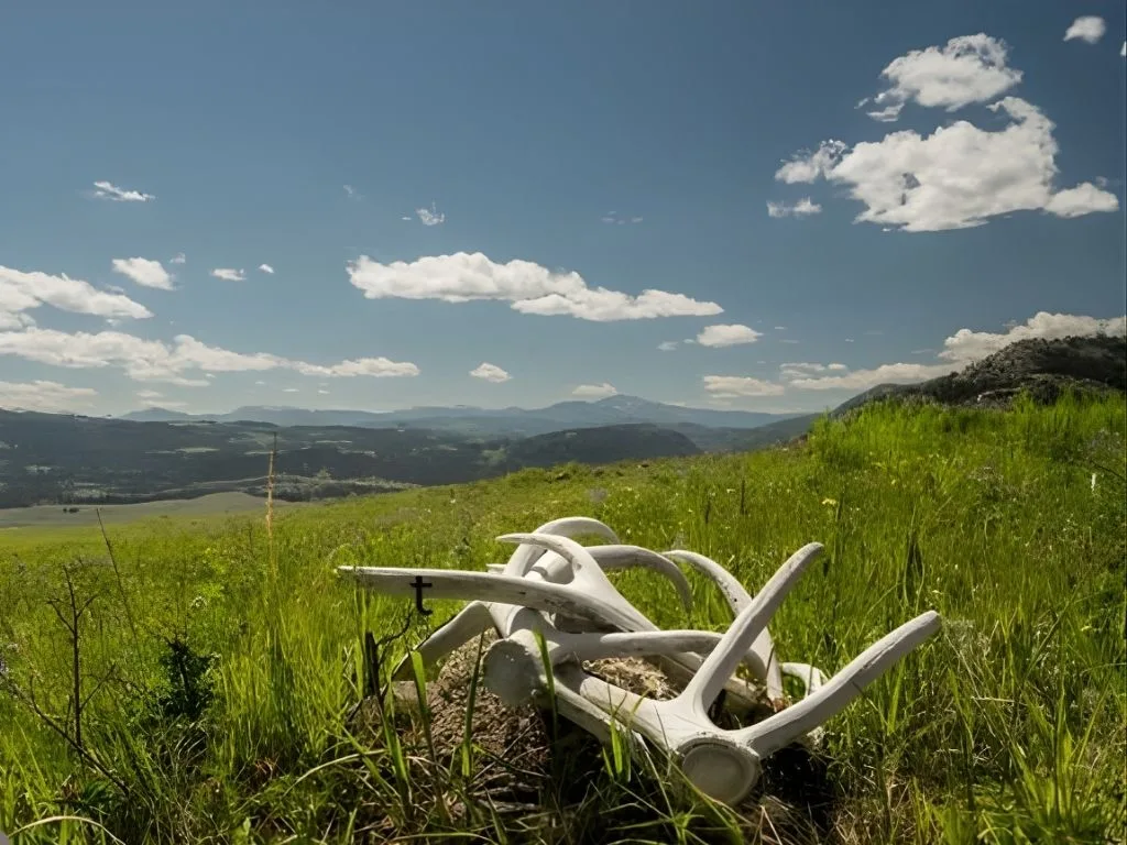 Opening Day Plans for Blackfoot-Clearwater Antler Hunters in 2026