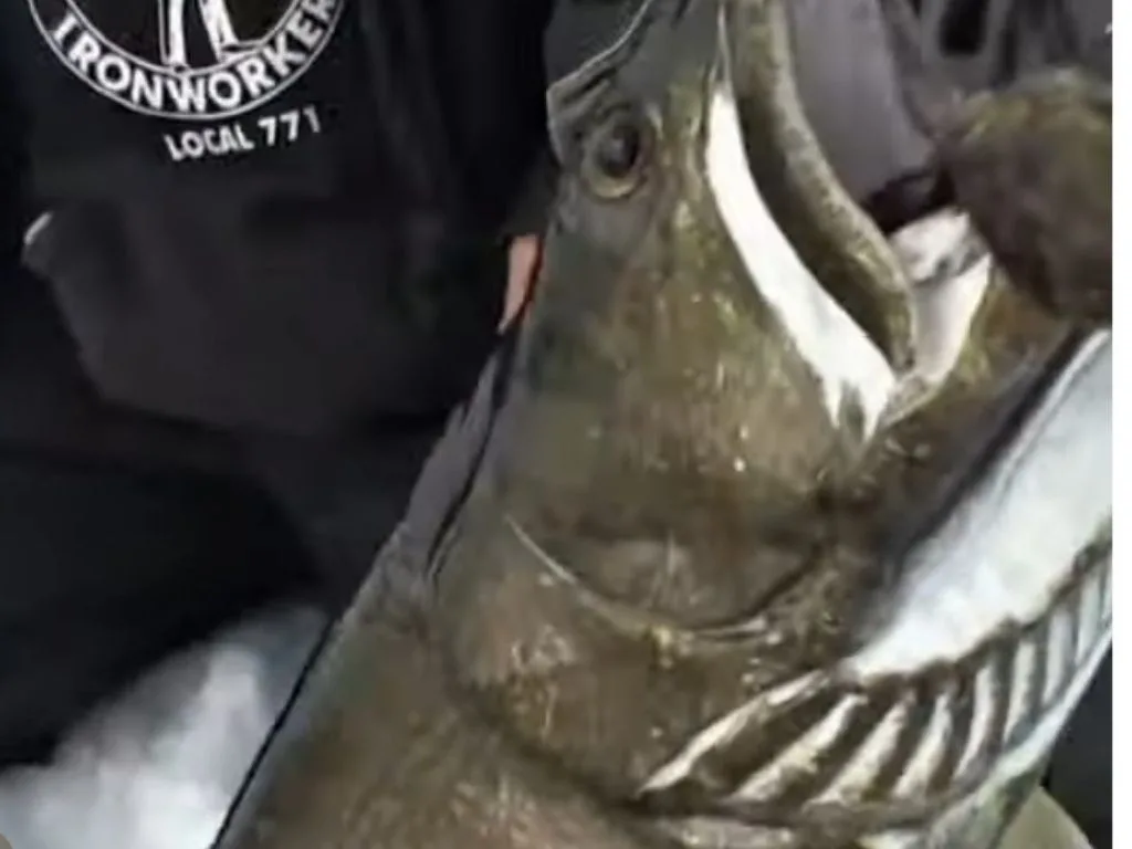 Epic Ice Fishing: Catching Massive Lake Trout