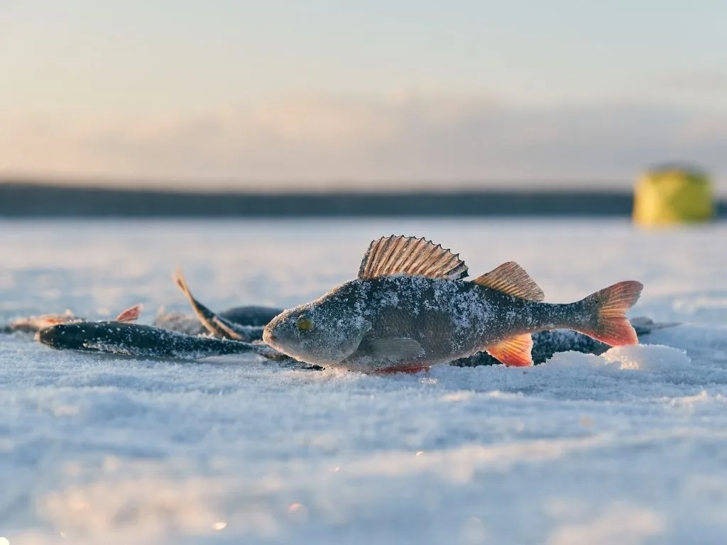 Join the Fun: Denise Schlegel Memorial Fishing Tournament 2026