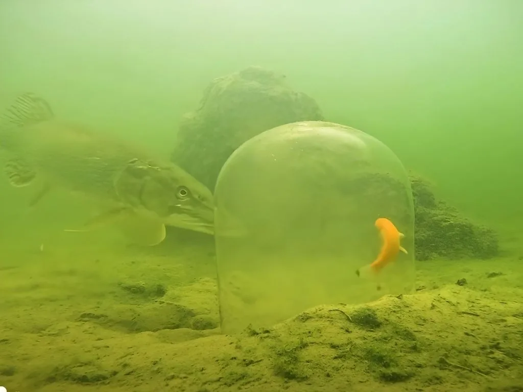 Pike Slams Into Glass While Hunting Goldfish Underwater