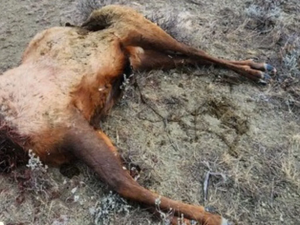 Game wardens seek Information on Unlawfully Killed Bull Elk West of Roundup