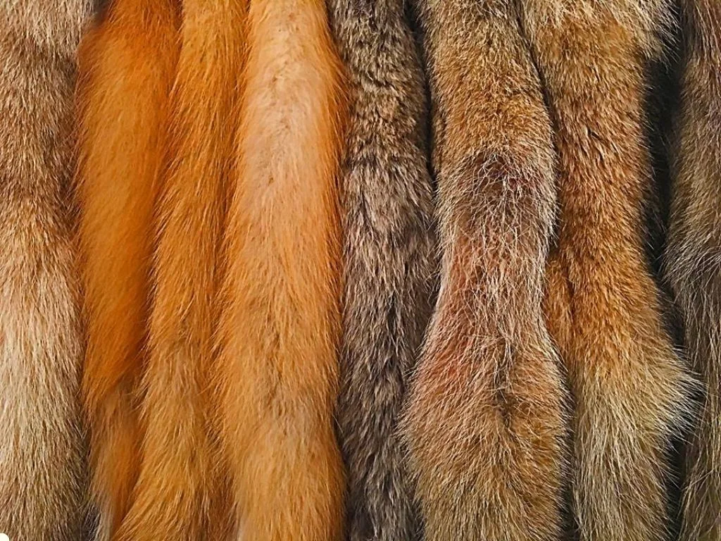 California Bans Fur Trapping, but Not Fur Sales