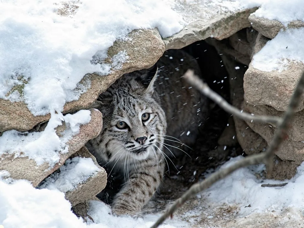 Hunting and trapping for bobcats to close in Region 4 on Wednesday