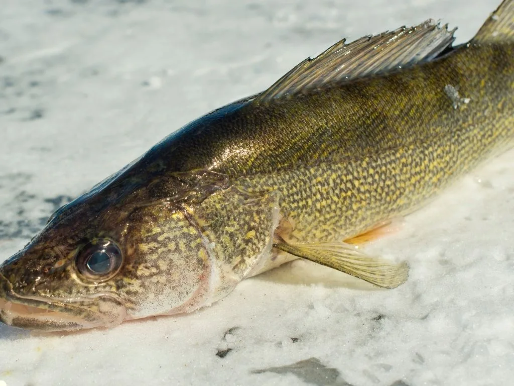 Quick and Simple Walleye Breakfast Dish