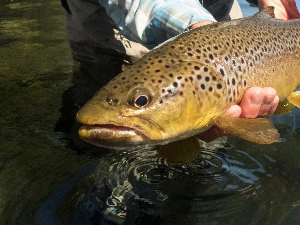 Kootenai River Fishing Conditions: February Update