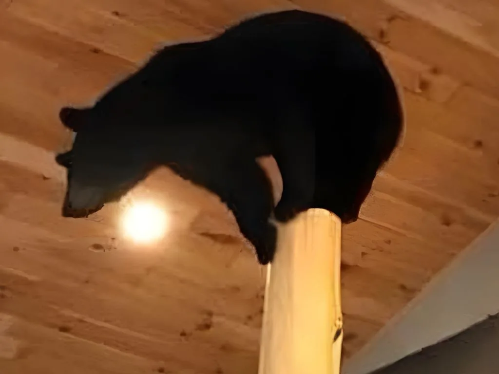 Captivating Taxidermy: The Art of Realistic Wildlife Displays