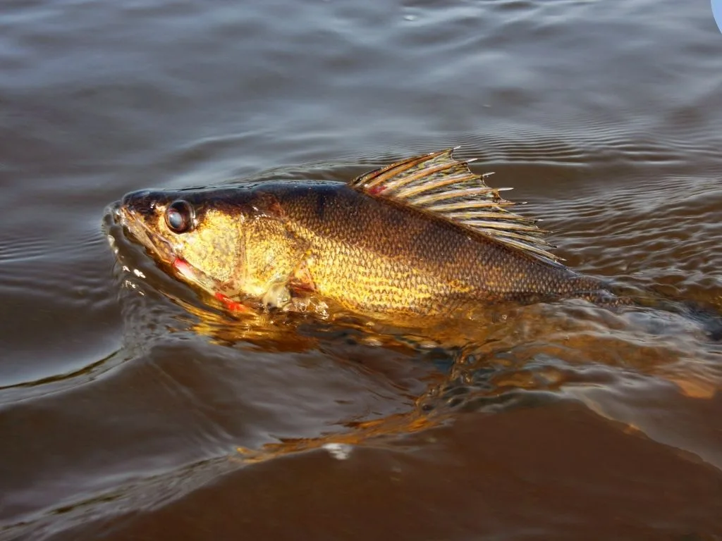 Dam bypass channel changes Lower Yellowstone River fishing