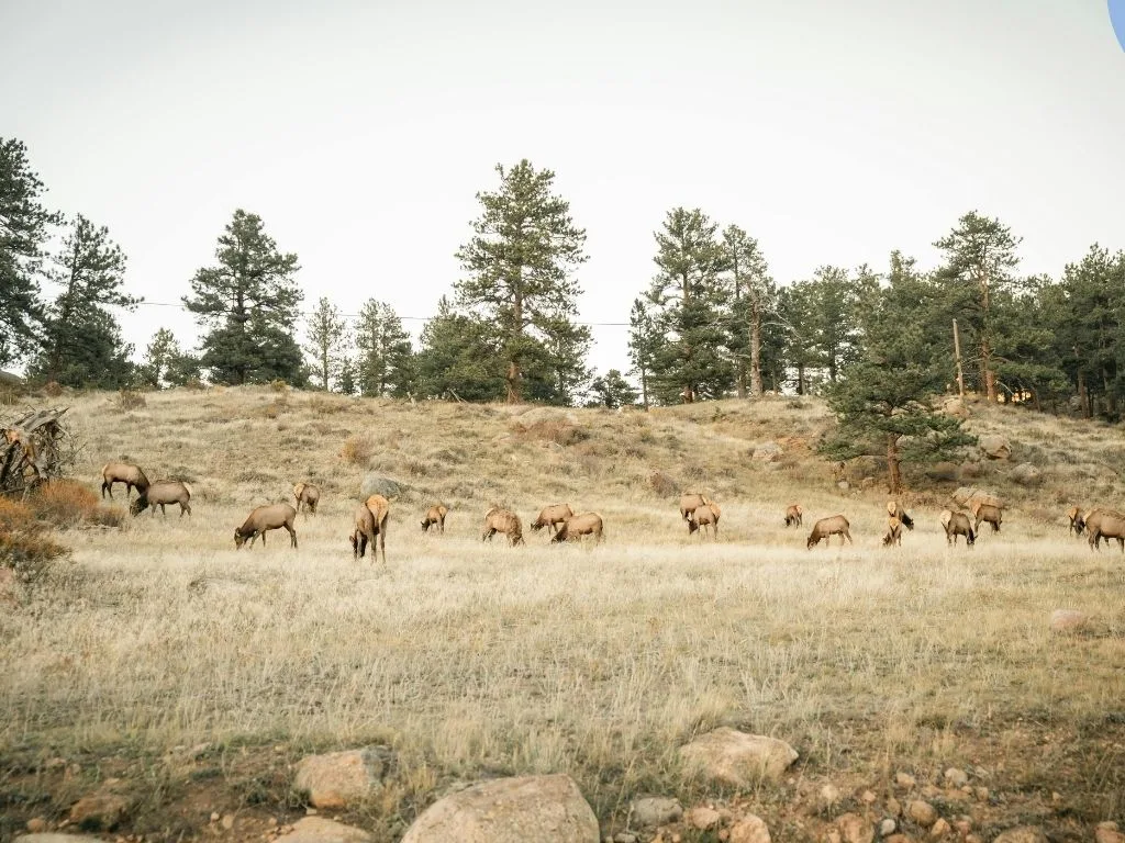 Elk captured on the Crow Reservation test negative for brucellosis