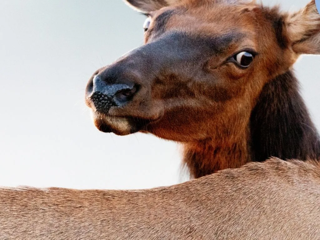 Why Field Dressing Requires Full Focus