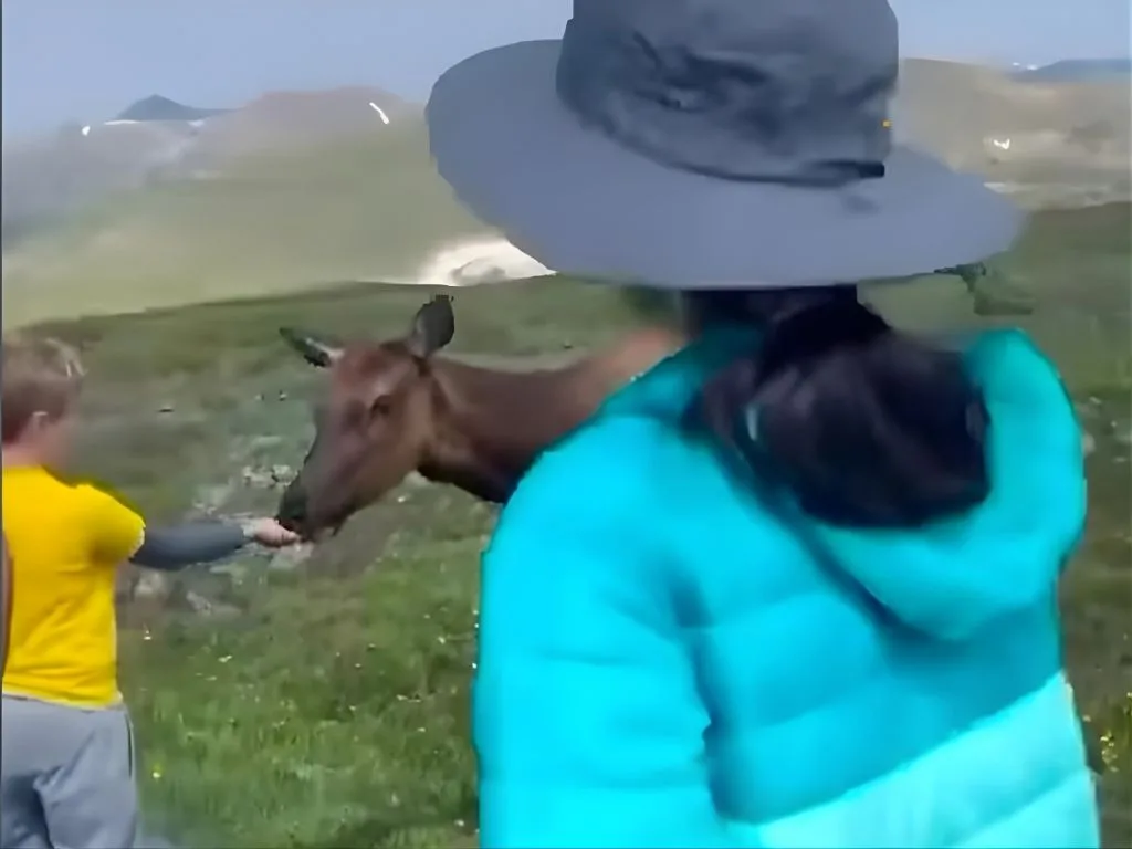 Just Don’t Feed Wildlife