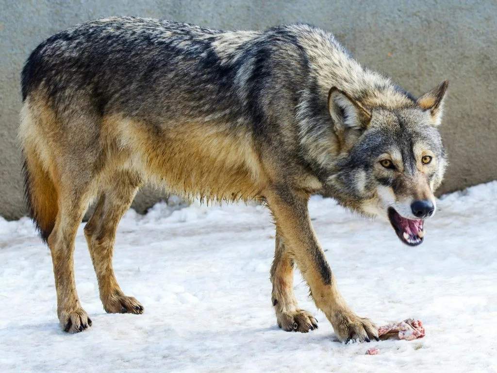 MT Hunting and Trapping Seasons That Continue After Feb. 28 License Deadline