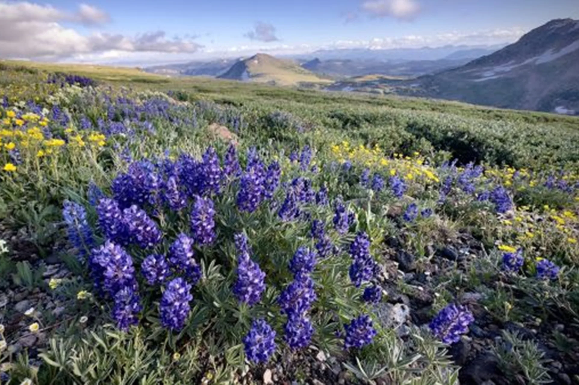 Montanans invited to Native Plant Society annual meeting