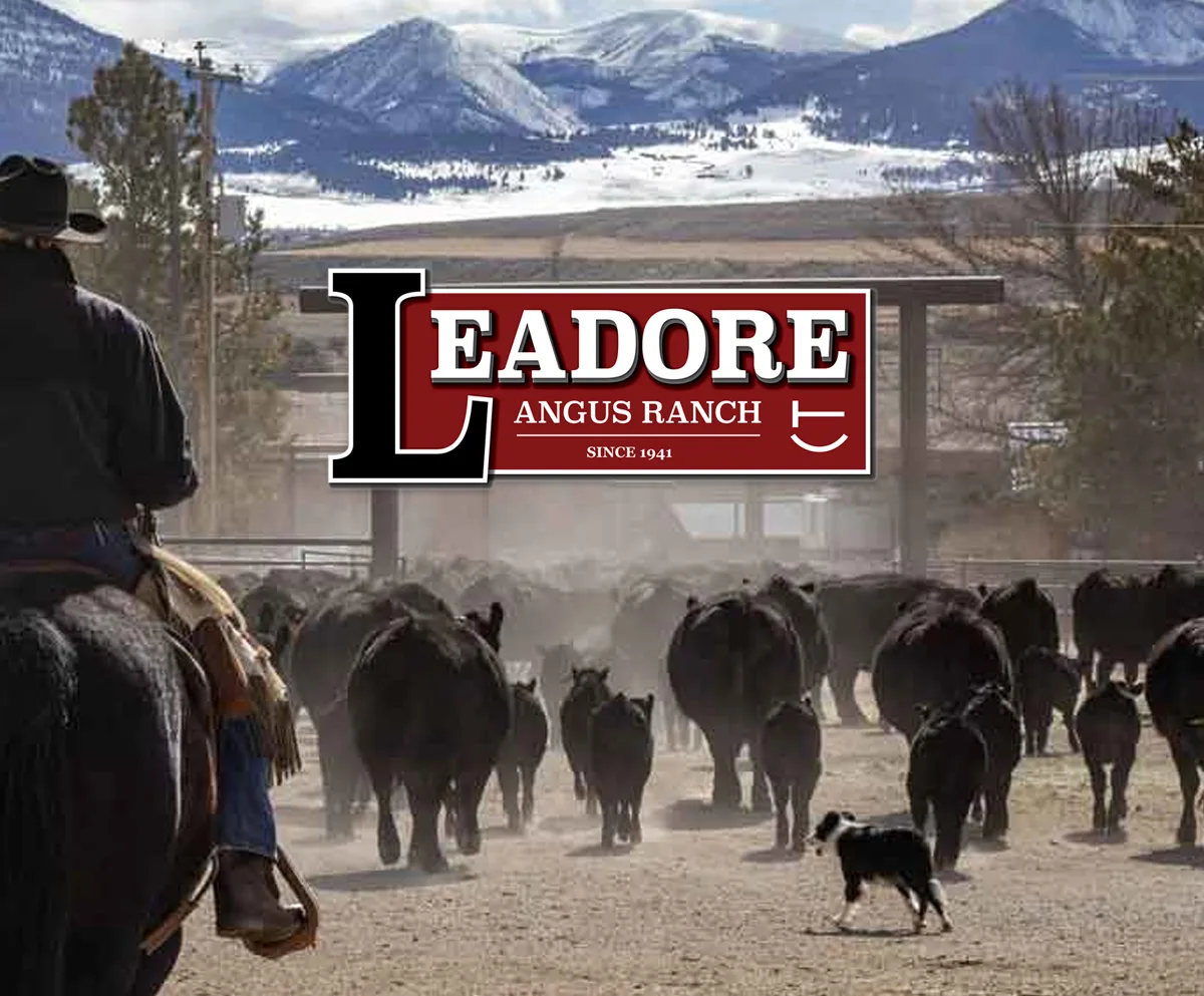 Leadore Angus Ranch 2026 Bull Sale: High-Elevation Genetics Built for Montana Ranchers