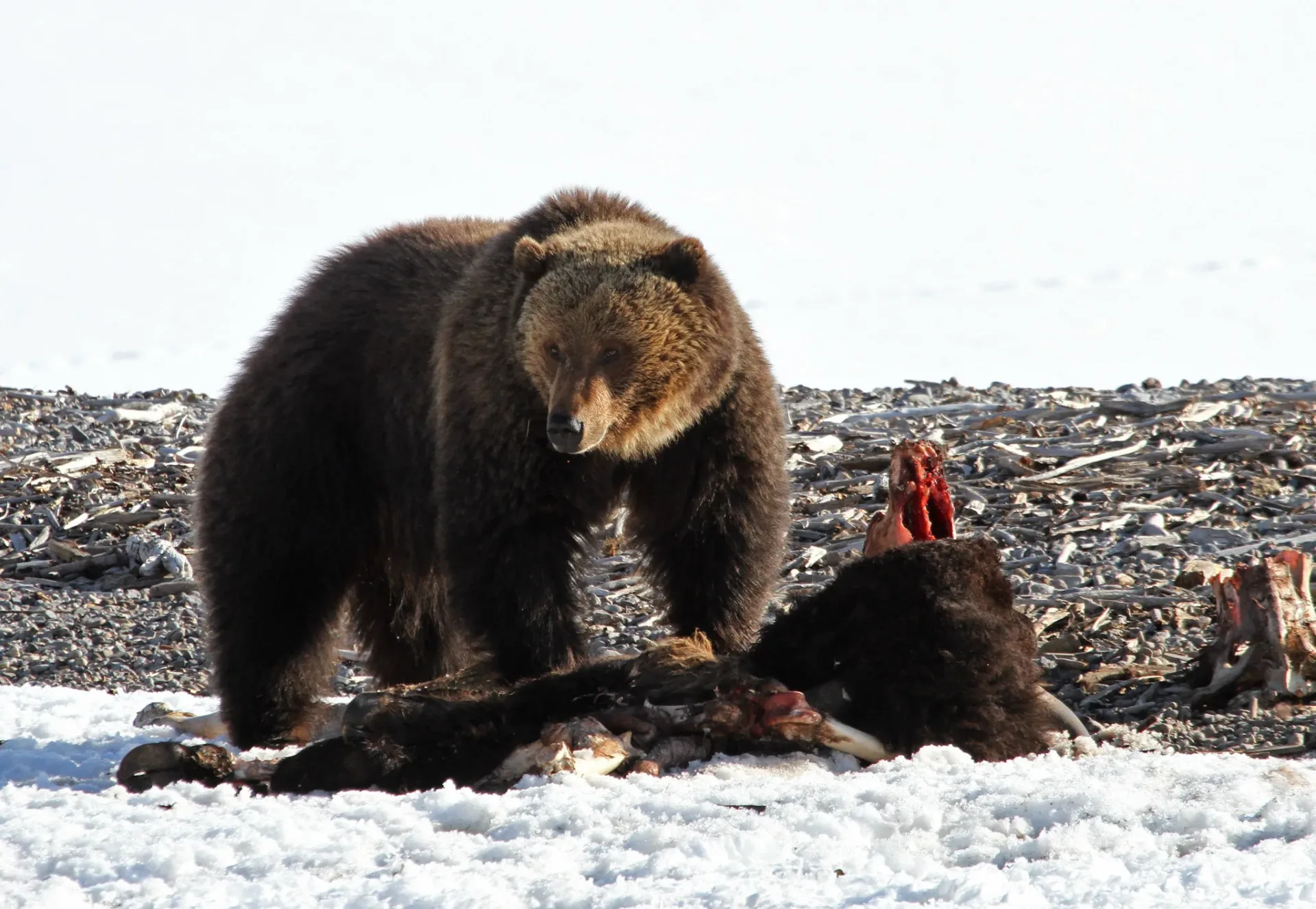 Yellowstone’s First Grizzly Bear Sighting of 2026: Biologists Spot Bear on Bison Carcass in Northern Backcountry