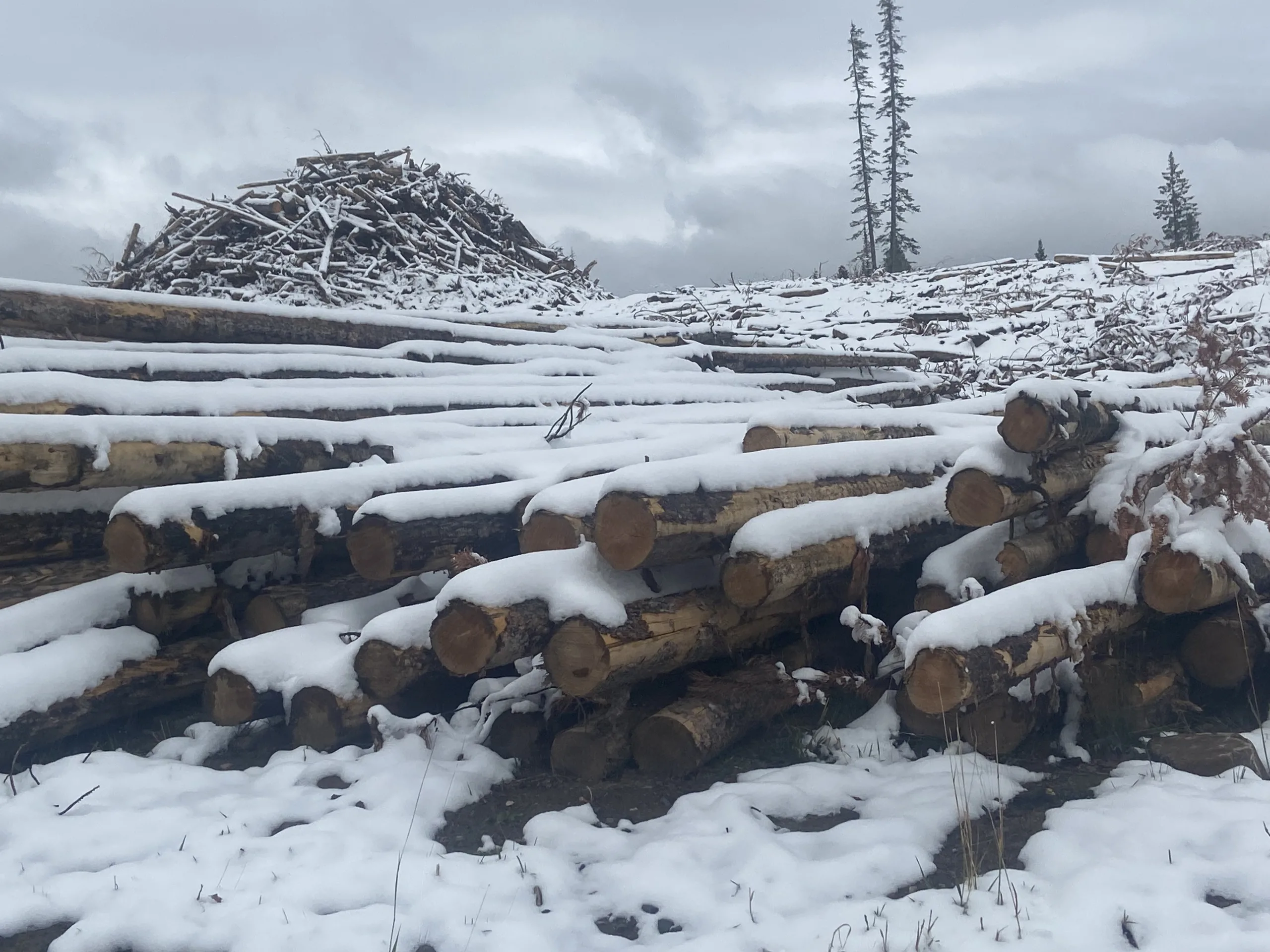 $1 million in western Montana timber projects, plus oil and gas leases on Land Commissioners agenda