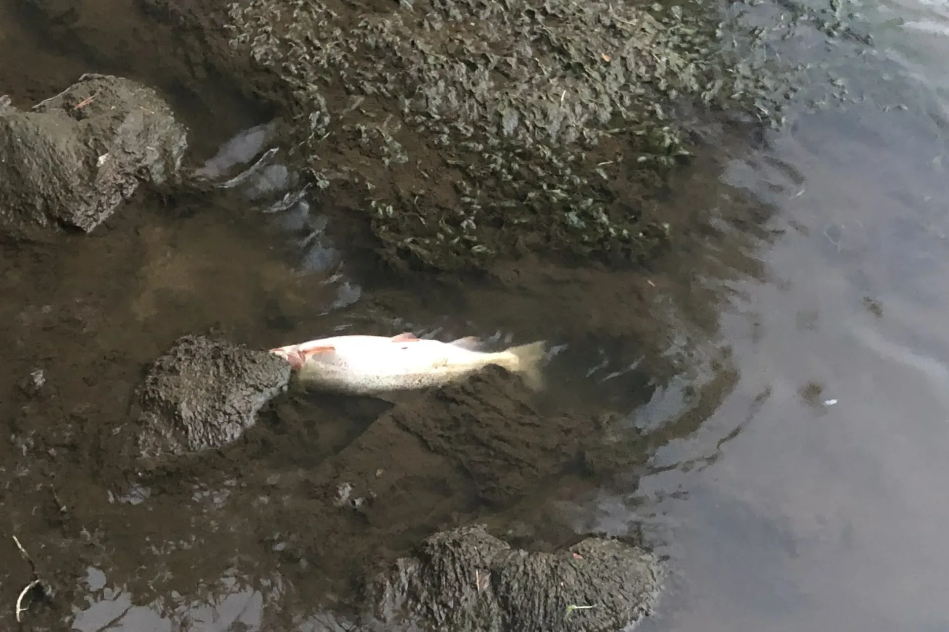 Missoula Conservation District and Lolo Watershed Group awarded DNRC grant to develop Lolo Creek Watershed Drought Management Plan