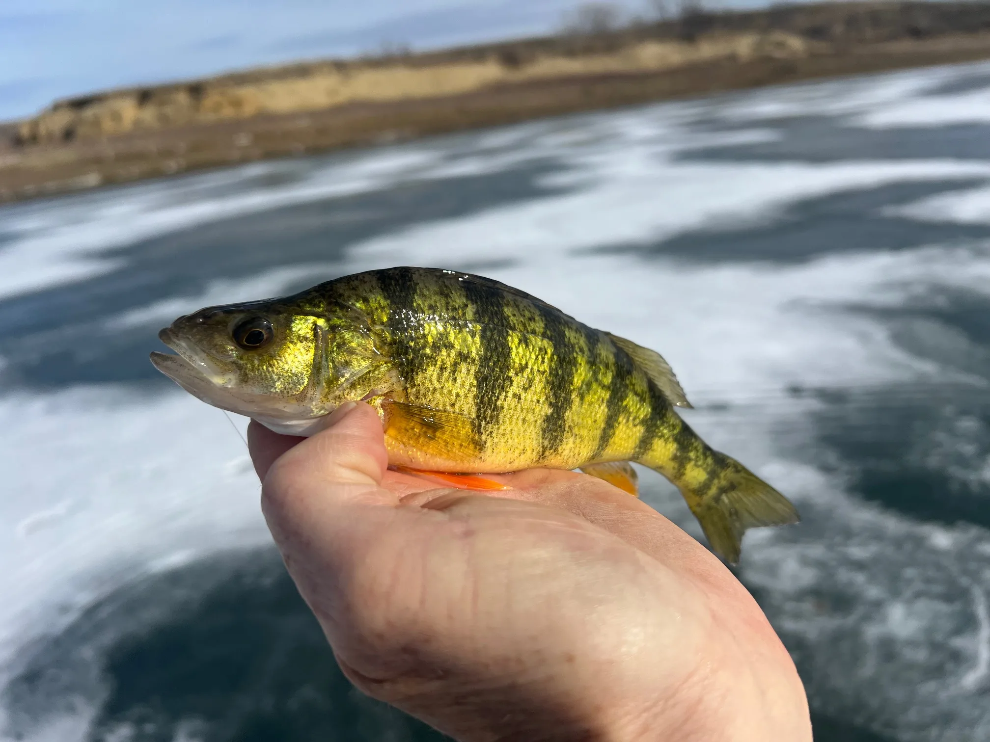 Don Wilkins’ Weekly Fort Peck Fishing Report 3.13.26
