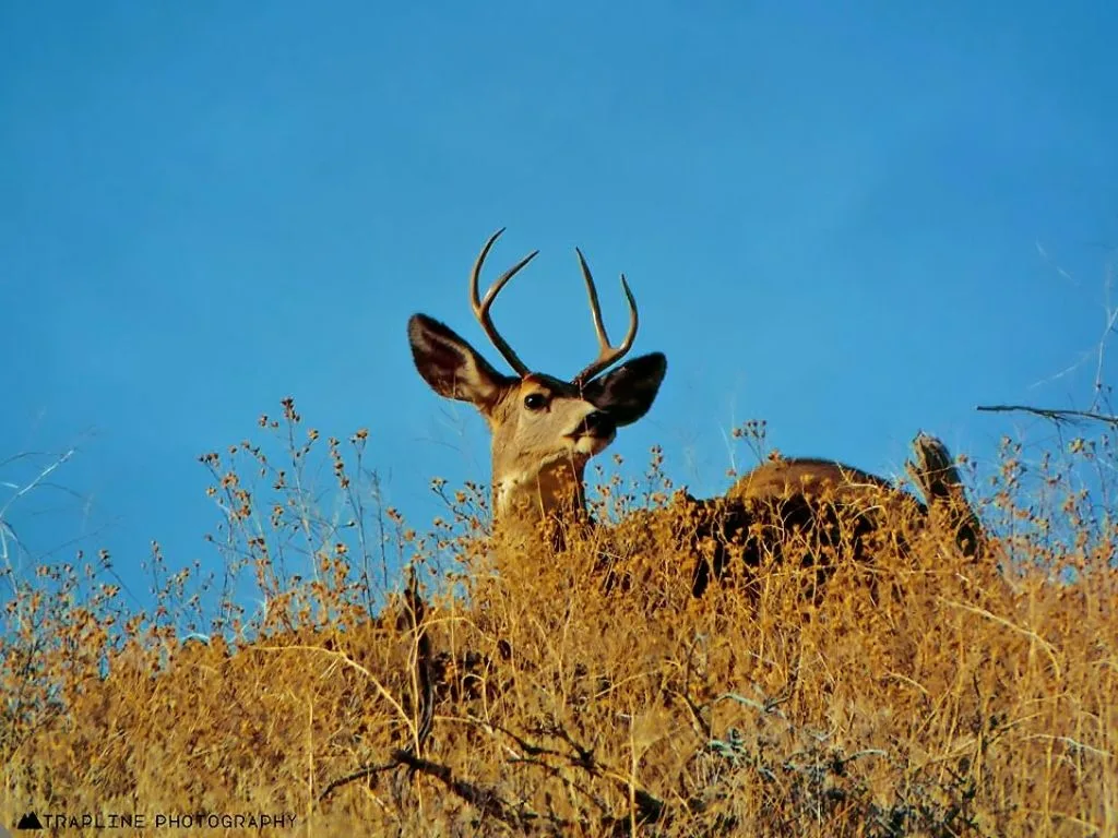 Why Idaho Killed 82 Mule Deer Found Inside a Captive Elk Facility (CWD Risk Explained)