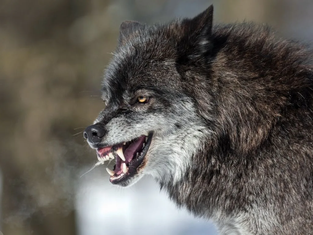 Montana Wolf Harvest Update: Current Numbers and Insights