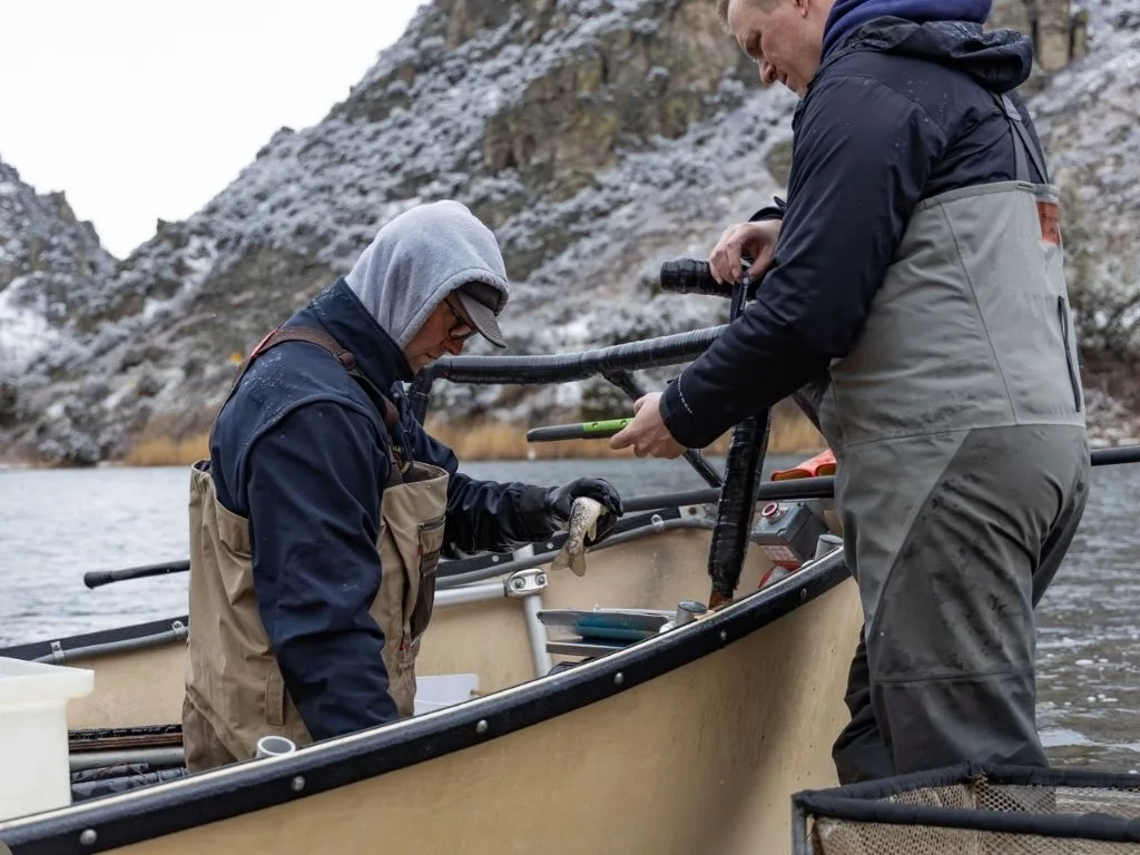 Electrofishing Spring Check on Montana Rivers