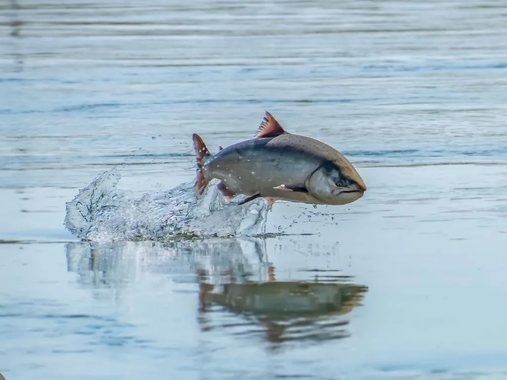 Registration Update for the Fort Peck “Tournament of Kings”