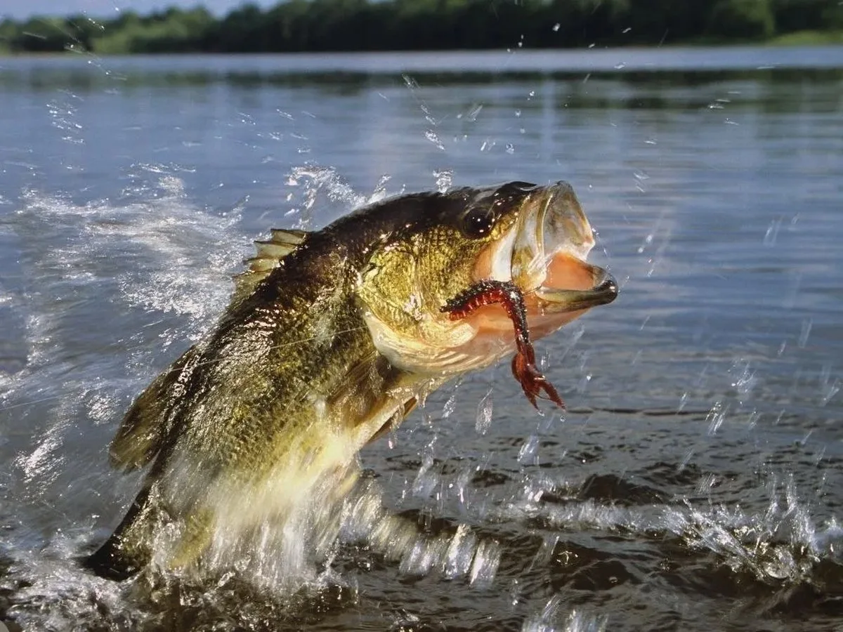 5 Weird Bass Fishing Lures That Actually Catch Big Largemouth (Video)