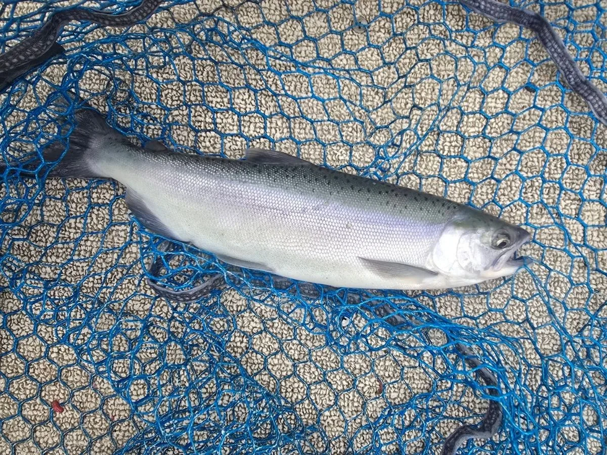 NW Montana Fishing Report (March 5, 2026): Echo Open, Flathead Lake Laker Bite, Koocanusa Rainbows — Chancy’s Fish Camp
