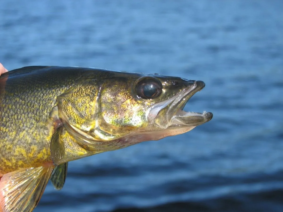 Montana FWP Upper Missouri River Fisheries Meeting (March 16, Helena): Canyon Ferry, Hauser, Holter Updates