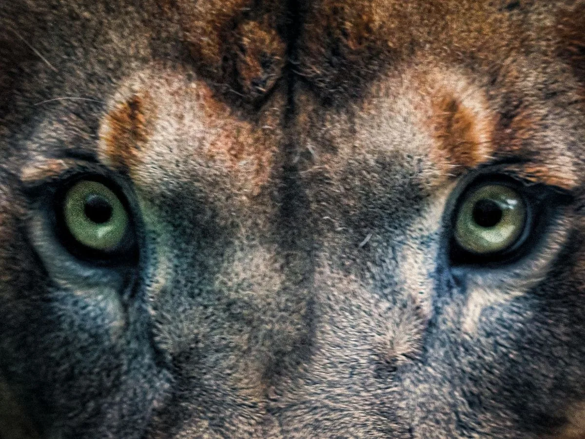 Central Montana game wardens report an increase in illegally taken mountain lions