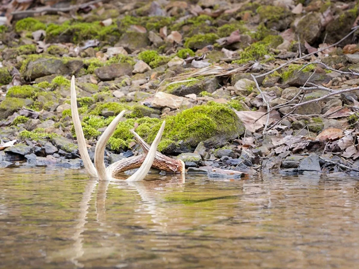 Montana Shed Hunting Hotspots: 7 Public Land Areas to Find Fresh Elk & Deer Antlers in March (Plus Timing & Gear Tips)