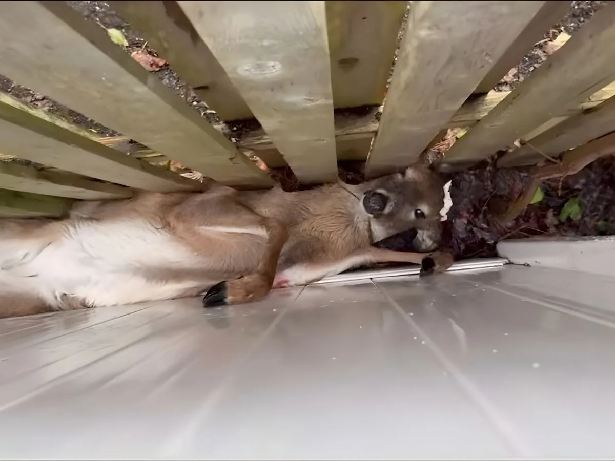 When Nature Meets Urban Life: Wildlife Encounters