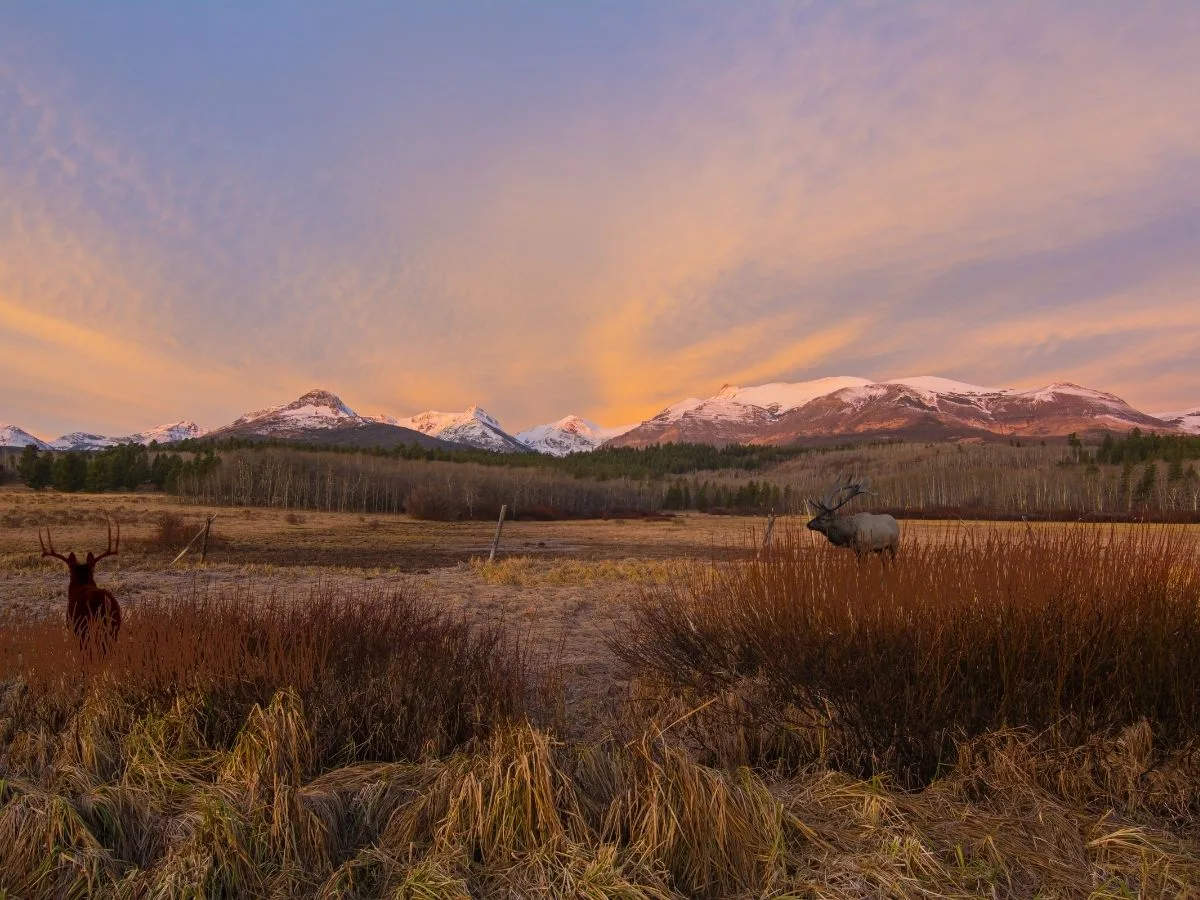 Montana Deer & Elk Permit Application Deadline, April 1