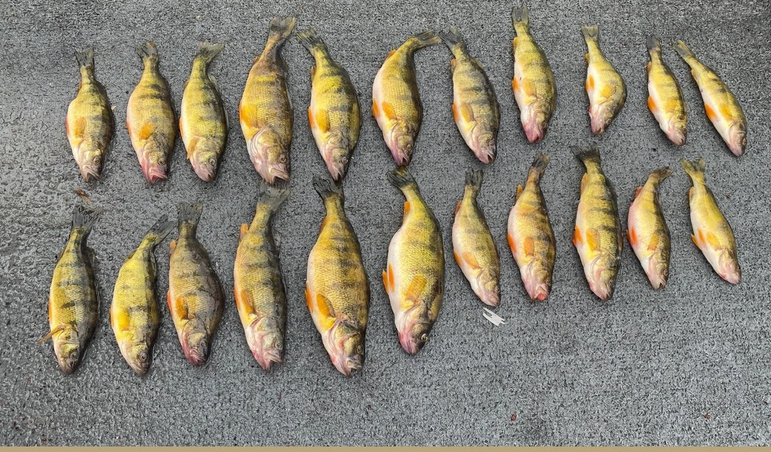 Latest Fishing Update from the Macman, March 27