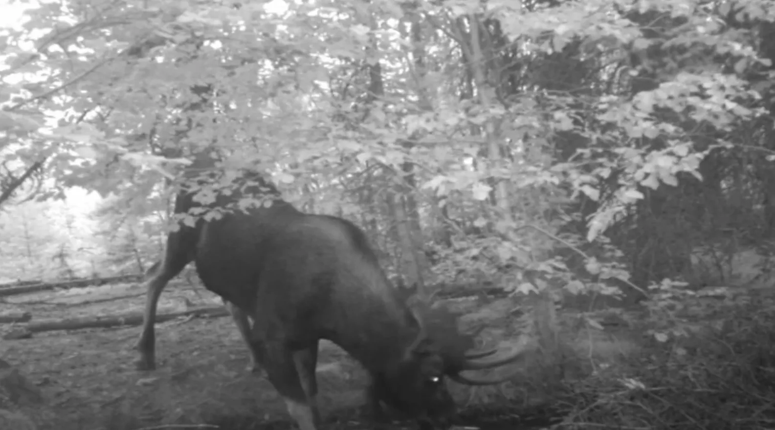 Montana Backcountry Trail Cam Footage Shows What’s Really Moving When Nobody’s Watching