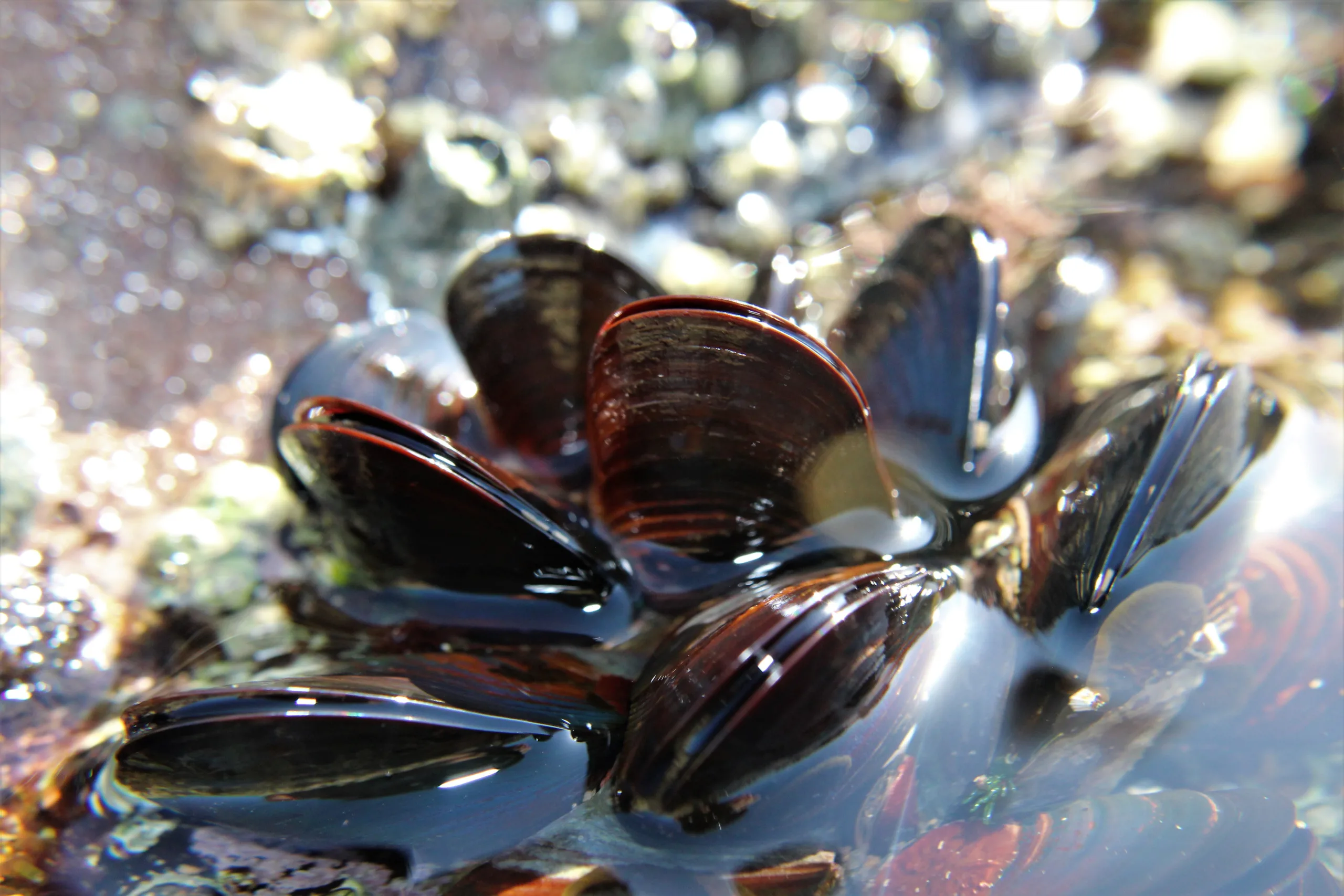 Mussels Found on Boat Headed to Montana, Stopped in Wyoming