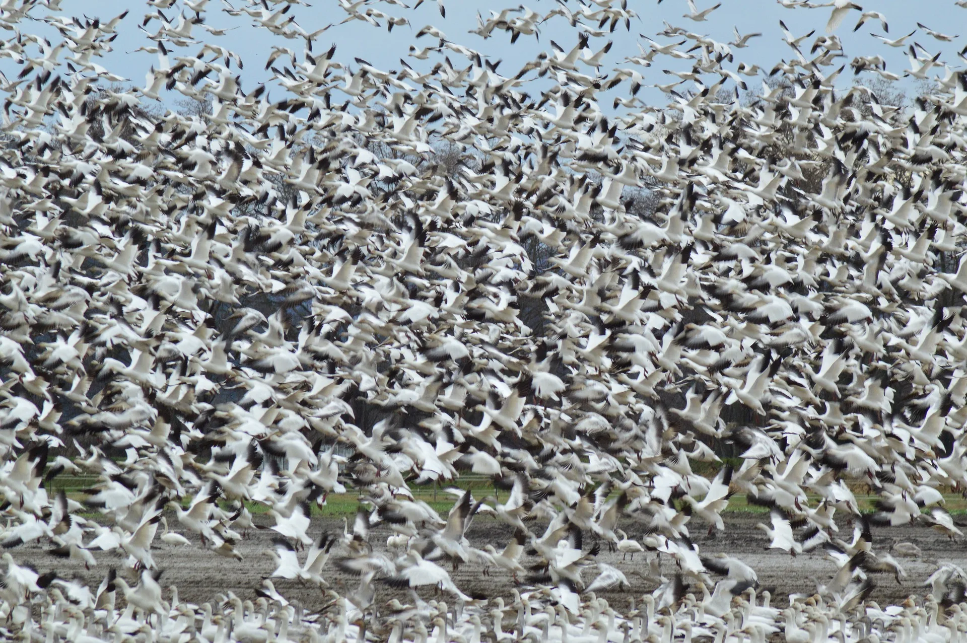 More than 156,000 geese push through Freezout Lake WMA in past six days