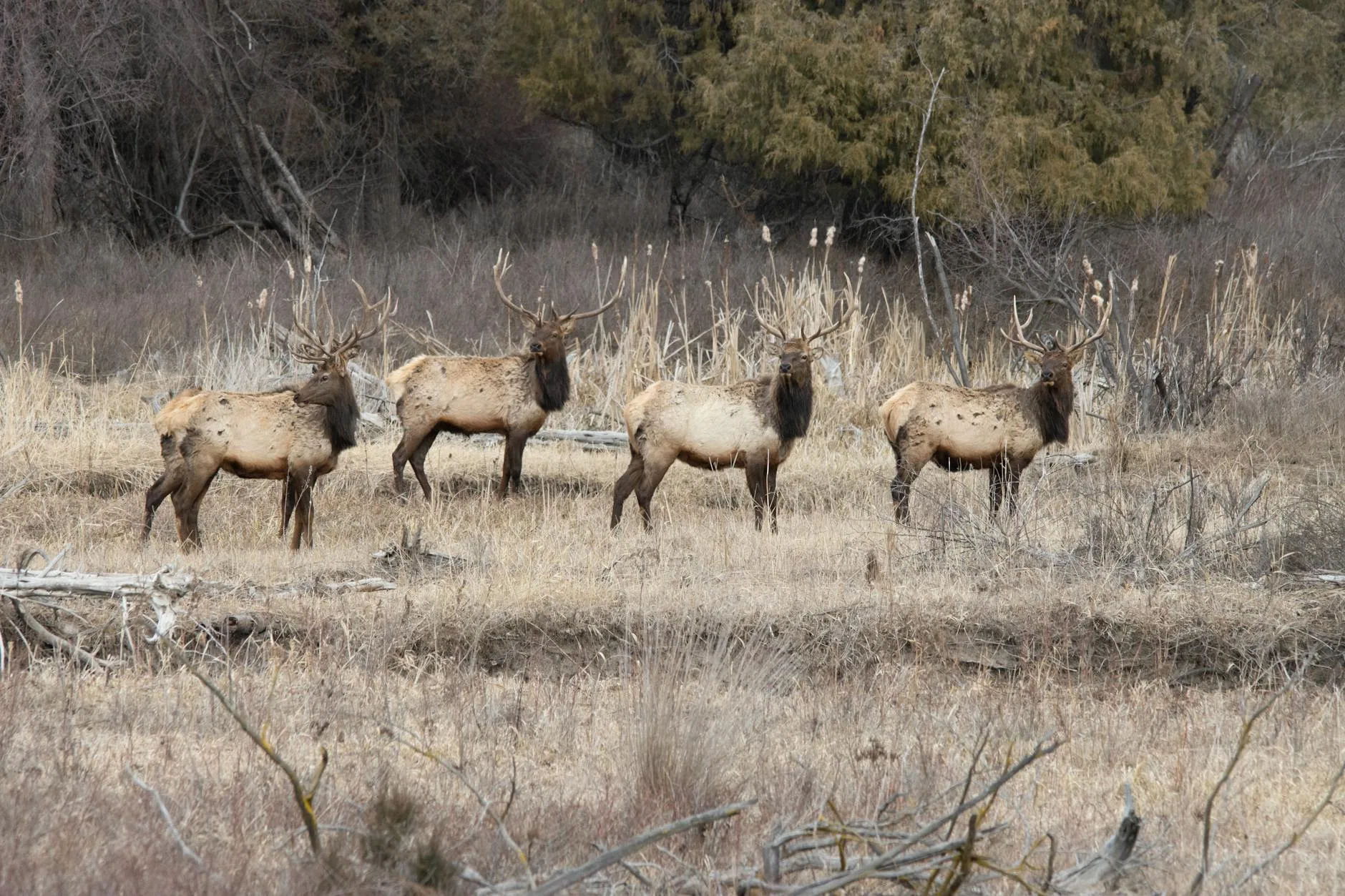 Elk Migration Exodus: Where Montana’s 2026 Migration Hits First