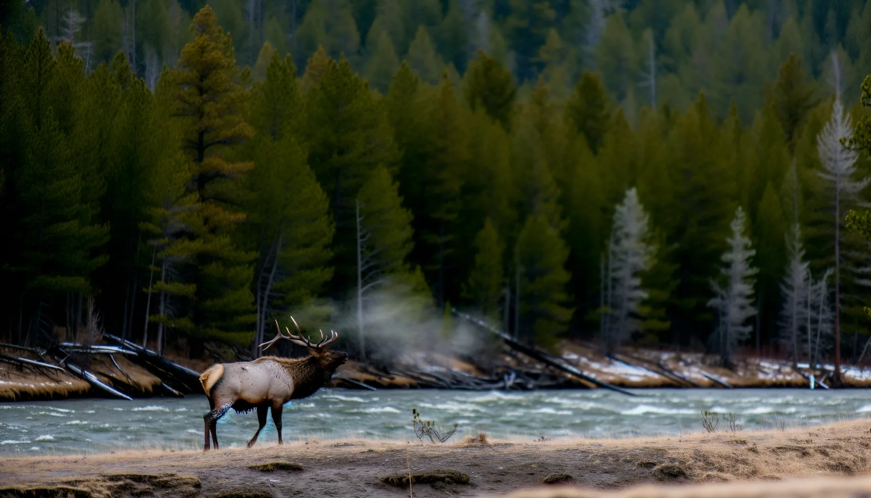 Tagged Elk on Public Land? What Montana Hunters Must Know