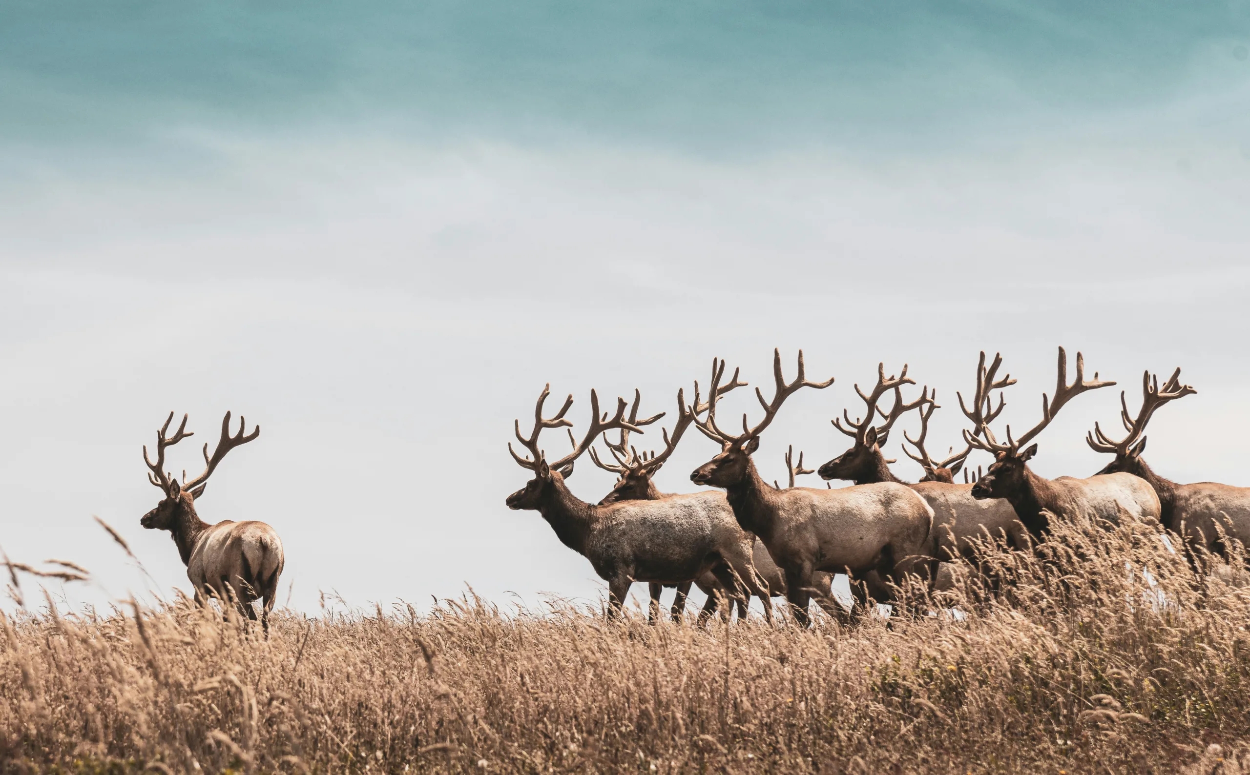 Cracking Montana’s Elk Draw: What Every Non-Resident Needs to Know