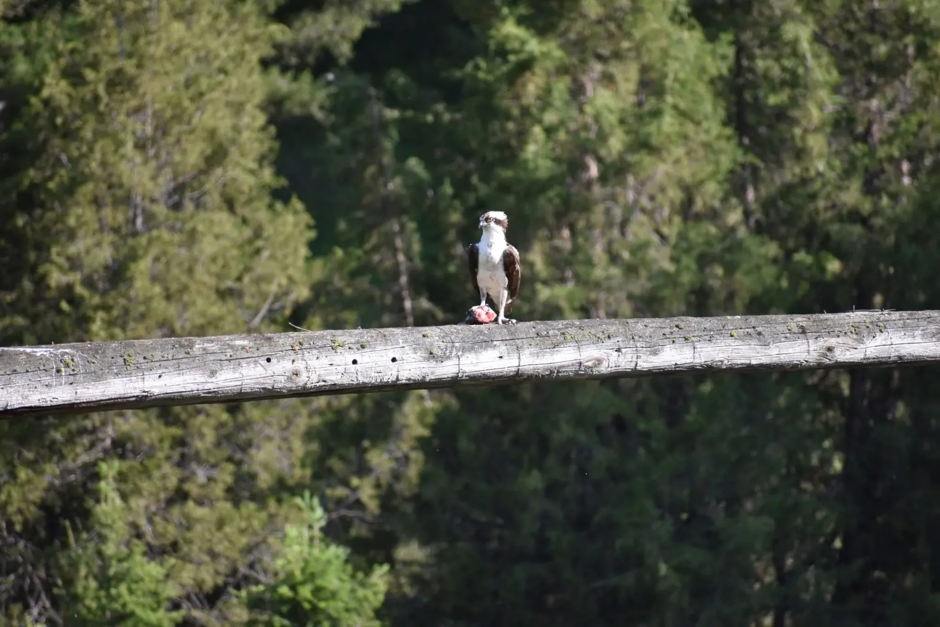 Volunteers sought to monitor osprey nests in Flathead Valley