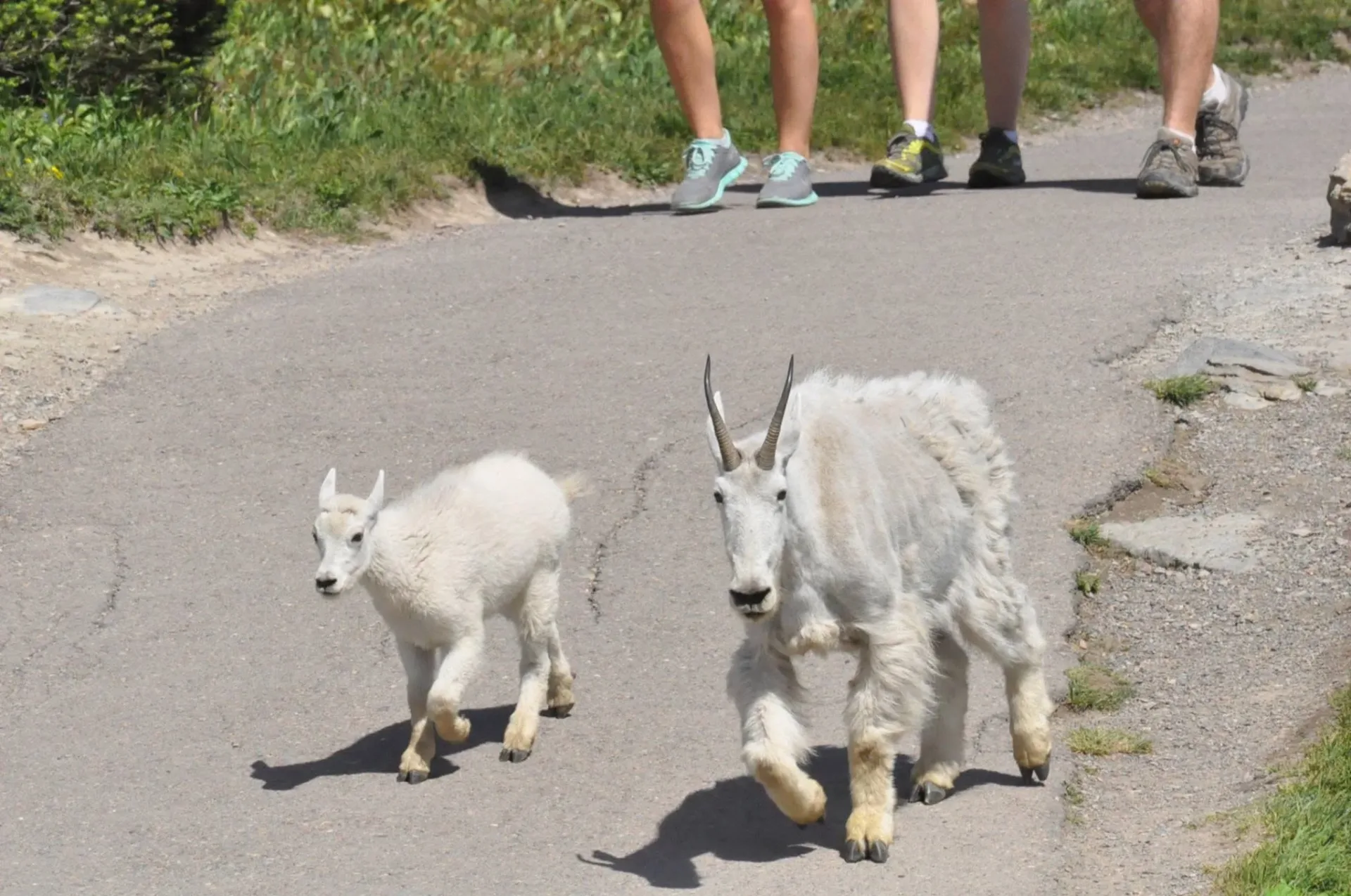 Glacier National Park mountain goat population drops sharply, study finds