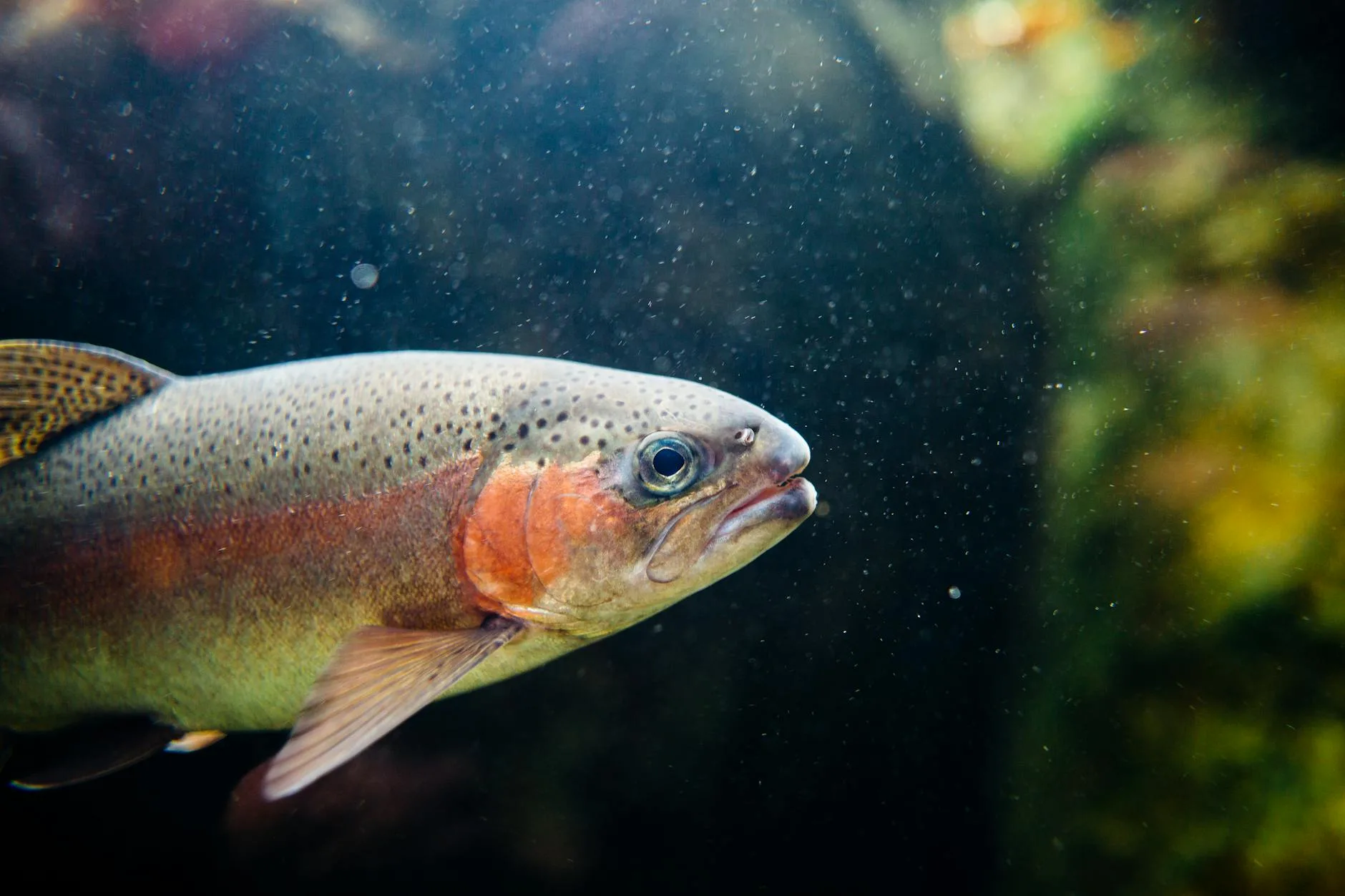 Missouri River Rainbows Are Peaking Right Now — Before Runoff Hits