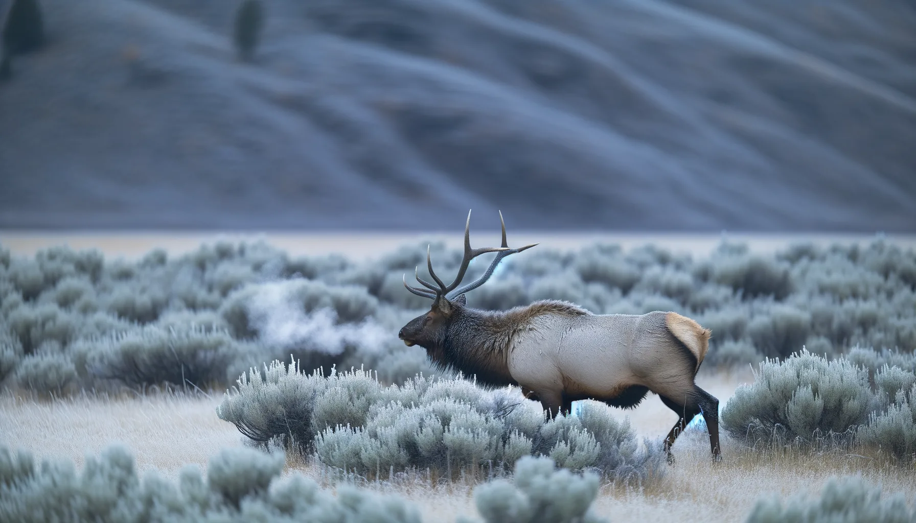 Montana’s 2026 Elk Regulations Changed: What to Know Before Drawing Deadlines